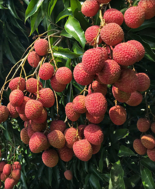 Sweetheart Lychee in 10" Pot,  grafted, No Ship to CA and HI