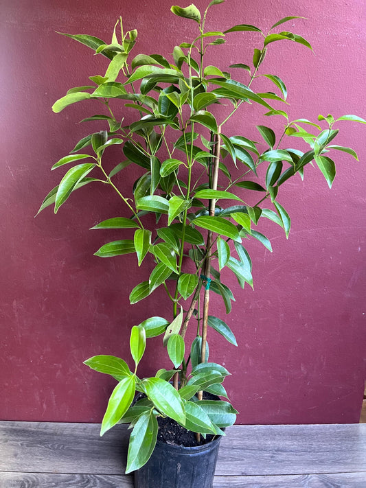 Cinnamon Tree in 10" Pot, Cinnamomum zeylanicum, CEYLON CINNAMON