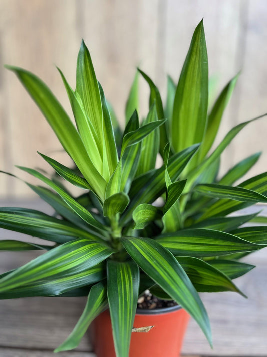 Song Of Jamaica in 6" Pot, Dracaena reflexa.