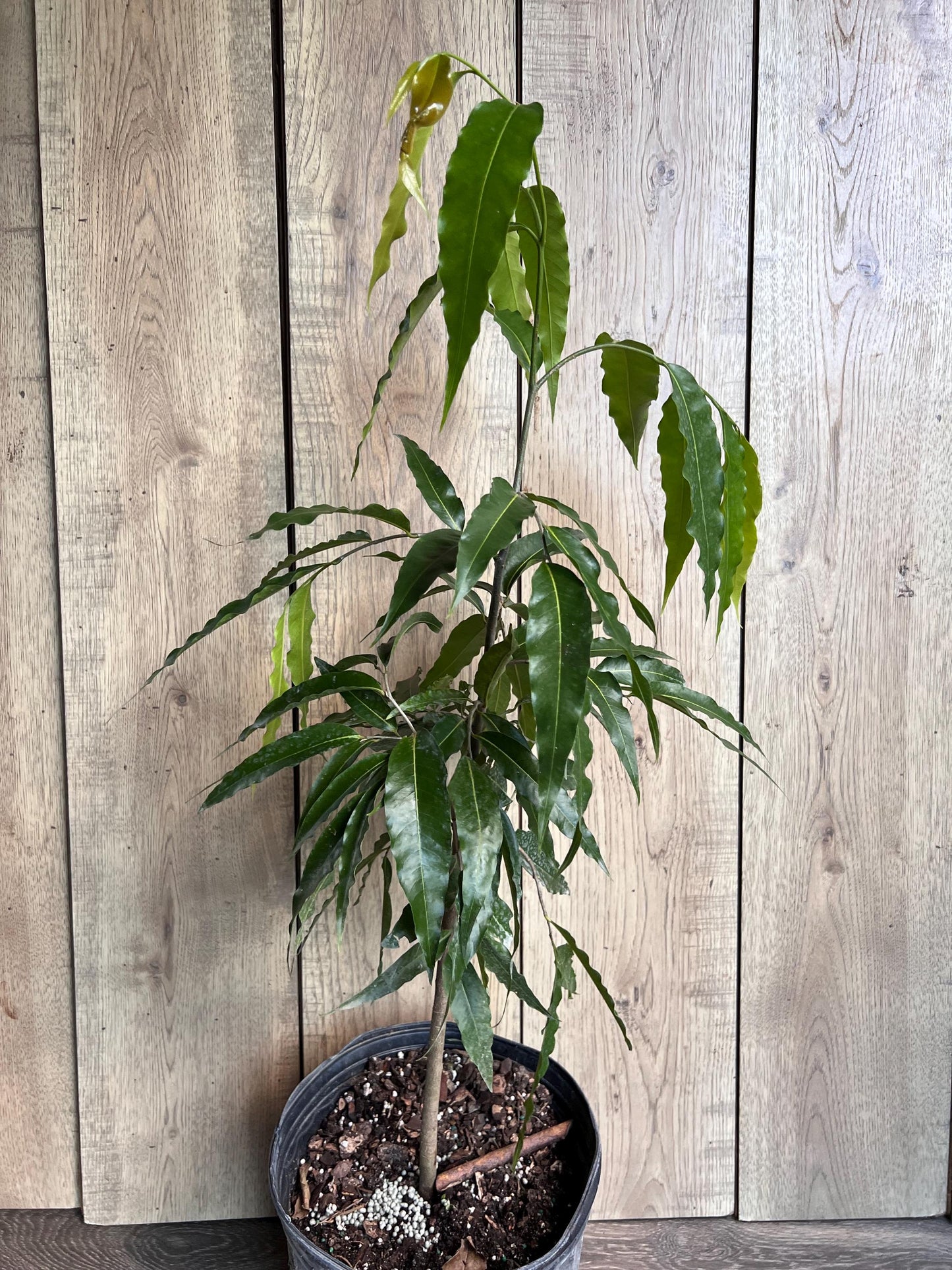 Mast Tree, Polyalthia longifolia in 3 gallon Pot