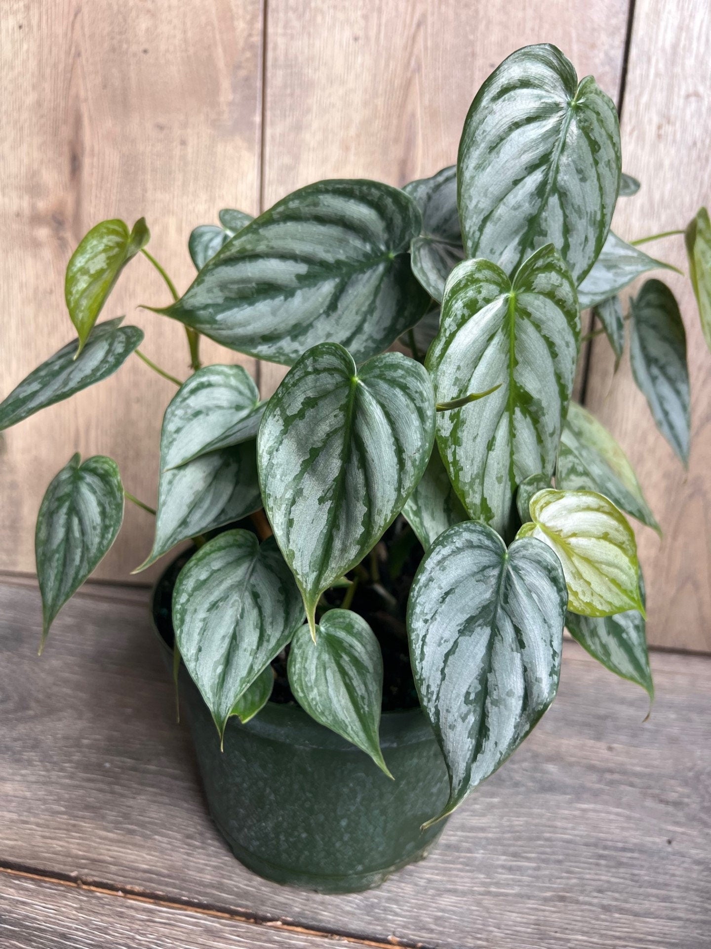 Philodendron "Brandi" , Philodendron Brandtianum in 6" Pot