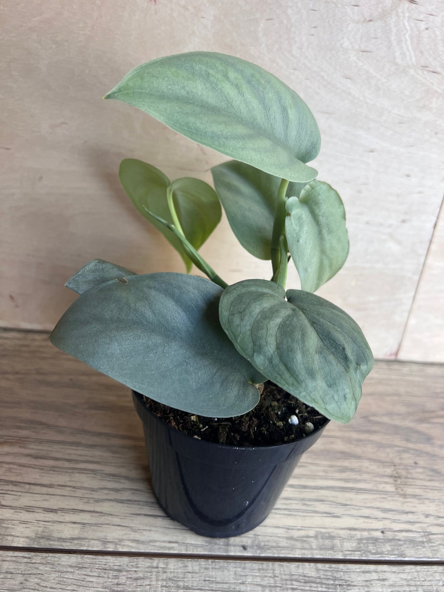 Scindapsus Silver Hero in 4" Pot