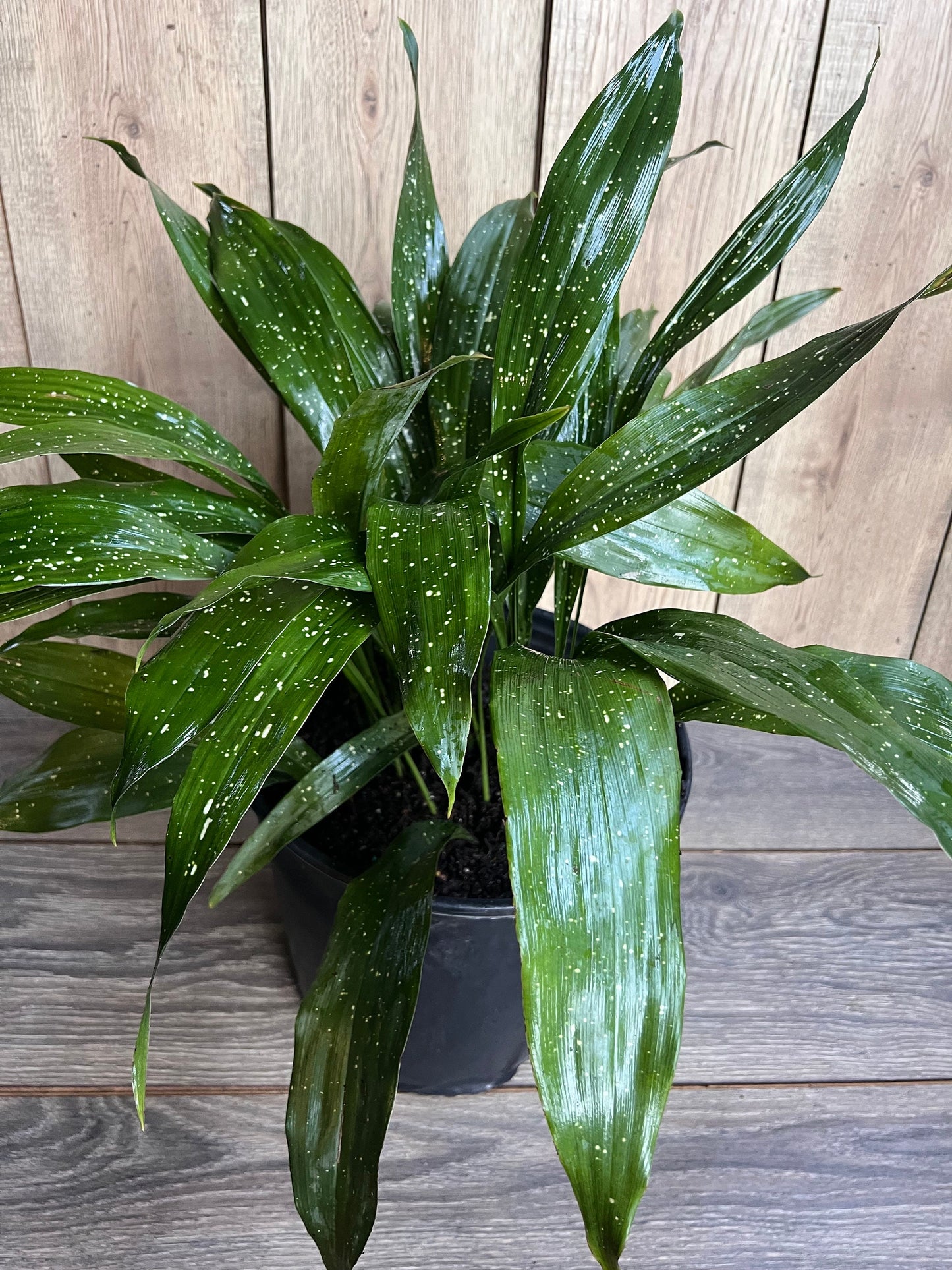 Aspidistra Elatior 'Milky Way'  in 10" pot, Cast Ireon Plant