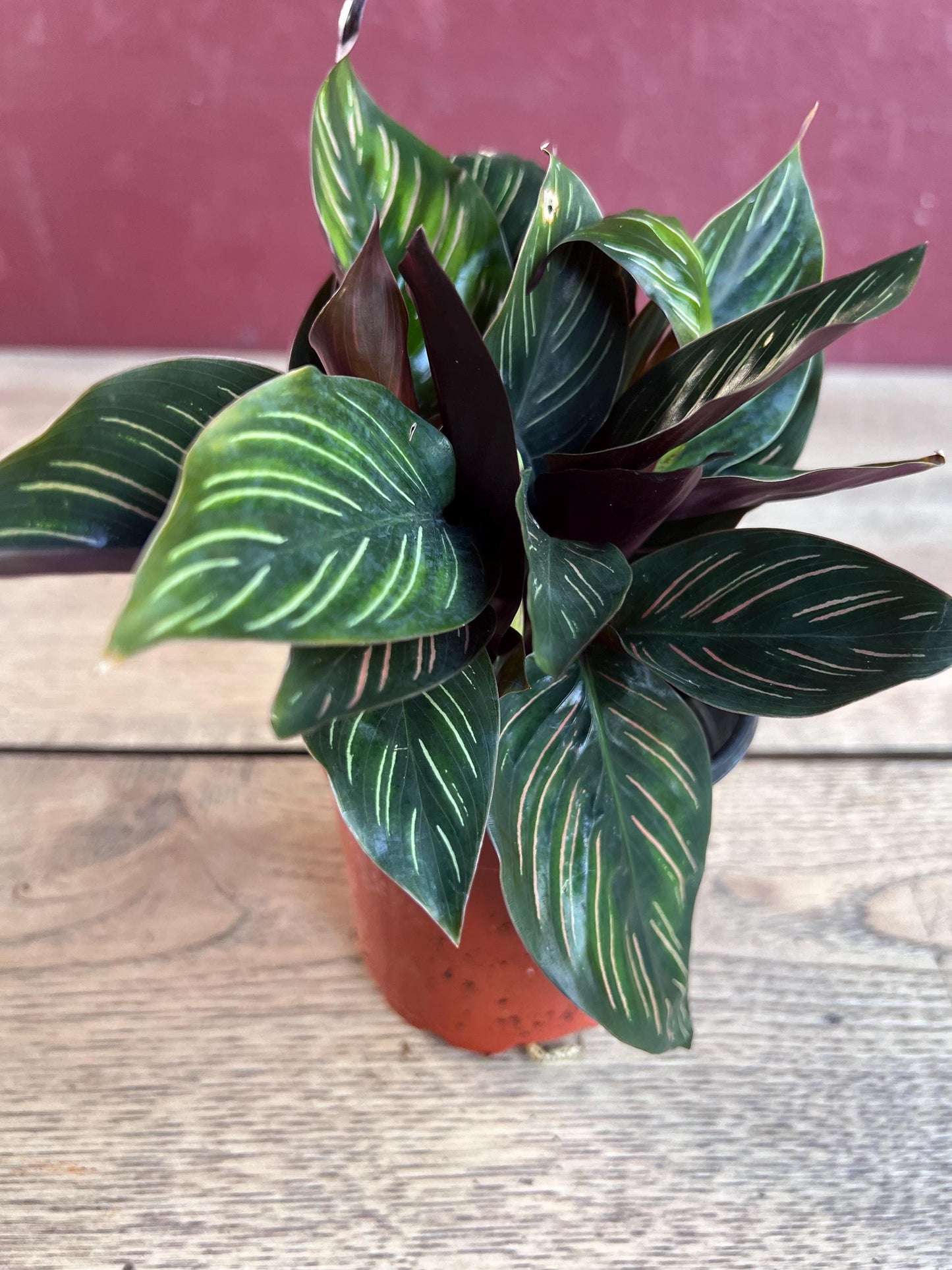 Calathea Beauty Star - Calathea , in 4" pot, Prayer Plant
