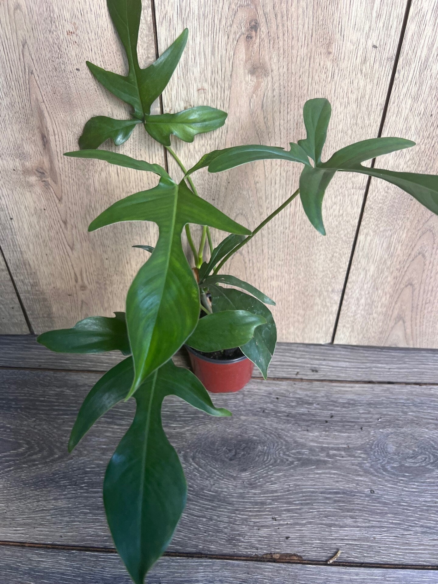 Philodendron Pedatum Glad Hands In 4" Pot