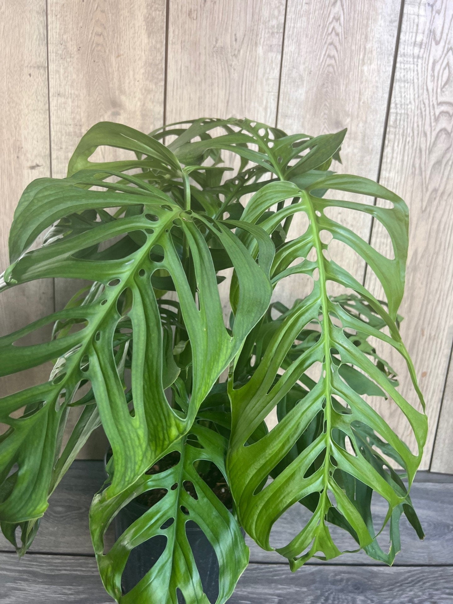 Monstera esqueleto, epipremnoides, 10” Pot