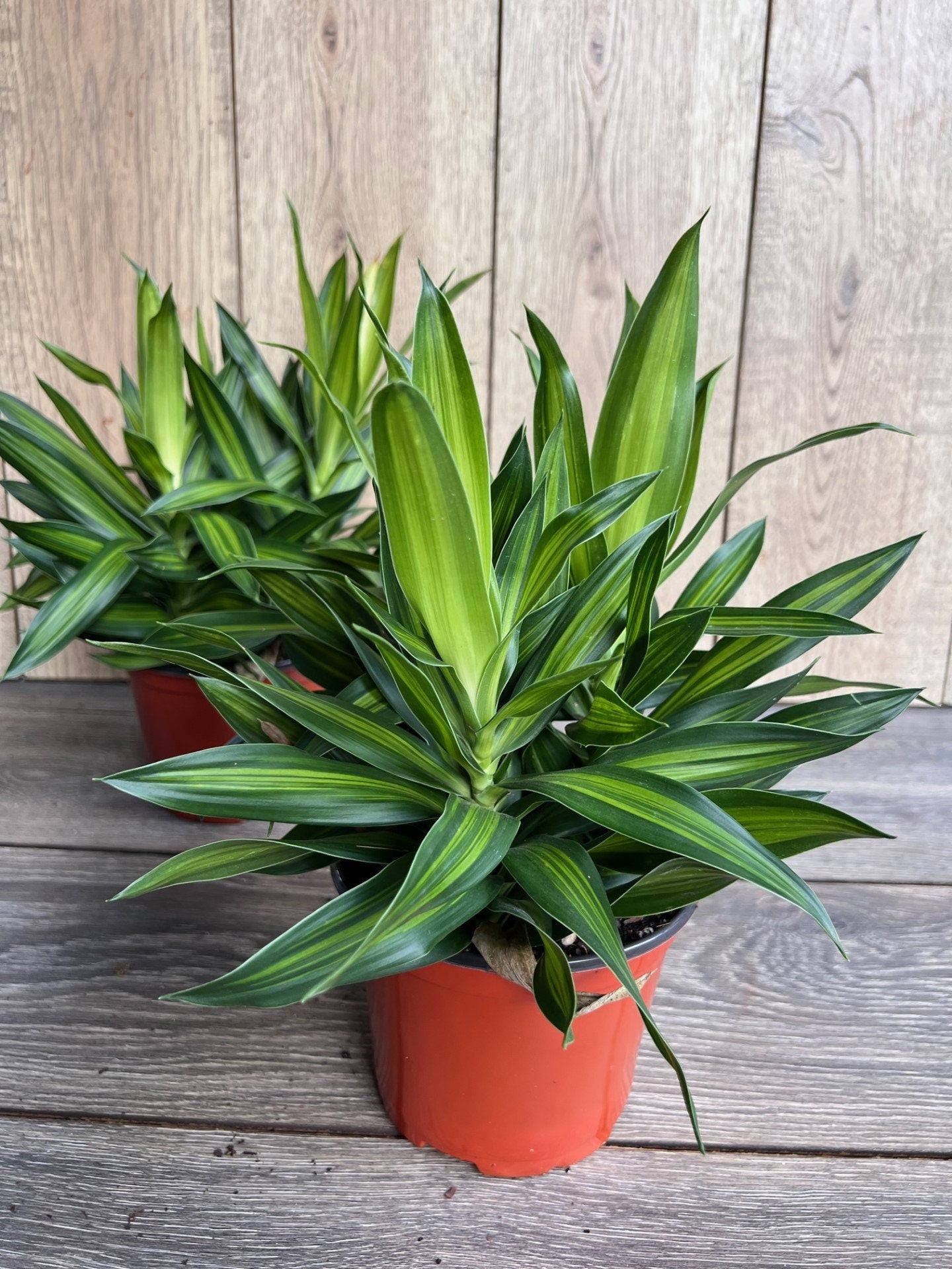 Song Of Jamaica in 6" Pot, Dracaena reflexa.