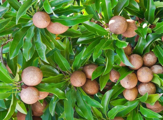 Sapodilla Brown Sugar in 3 gallons pot, Grafted, Sawo, Cheeku, Lamut