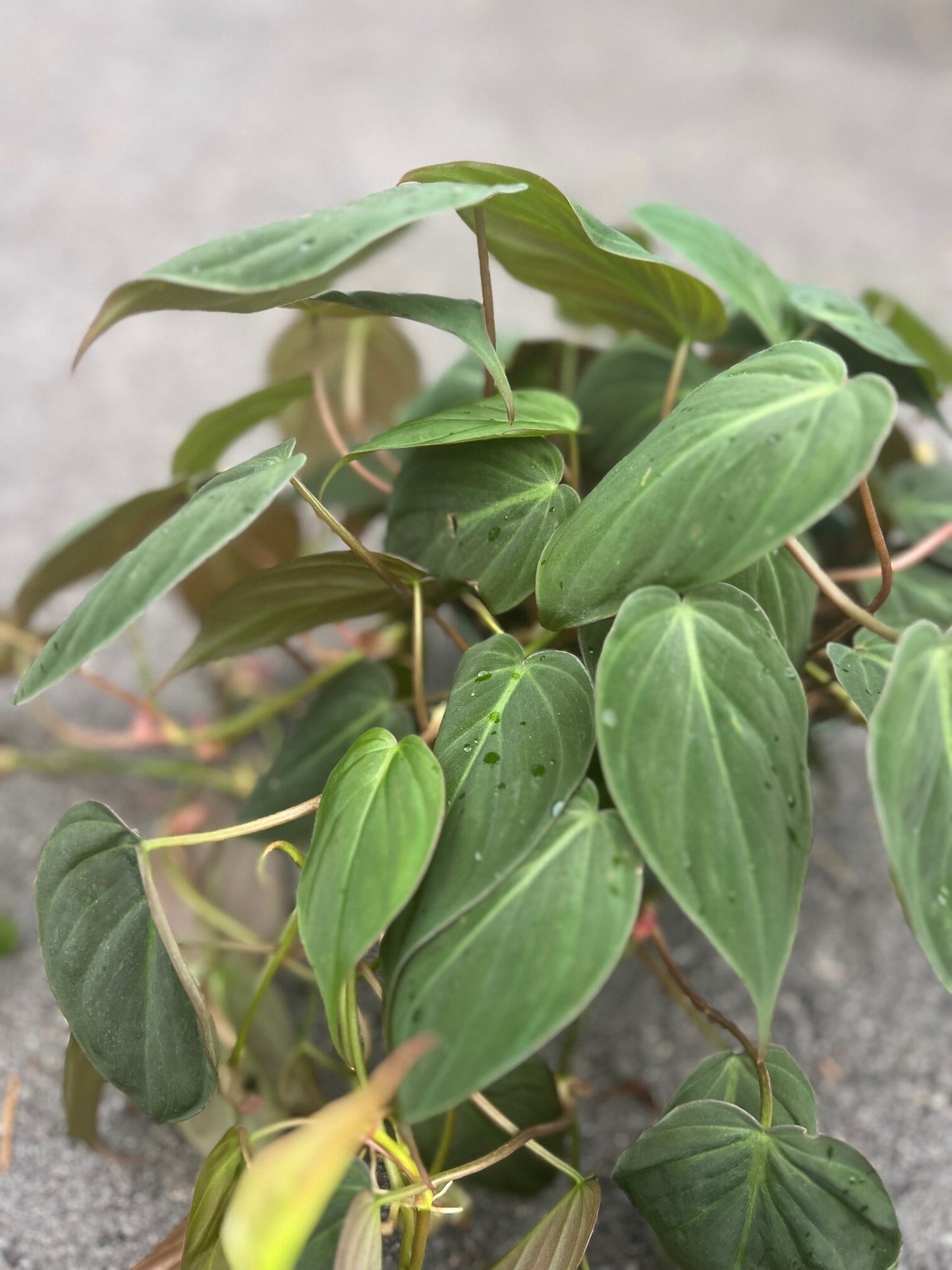 Philodendron Micans in 6" Pot