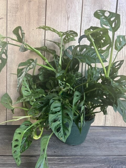 Monstera Adansonii in 8" HB , Swiss Cheese