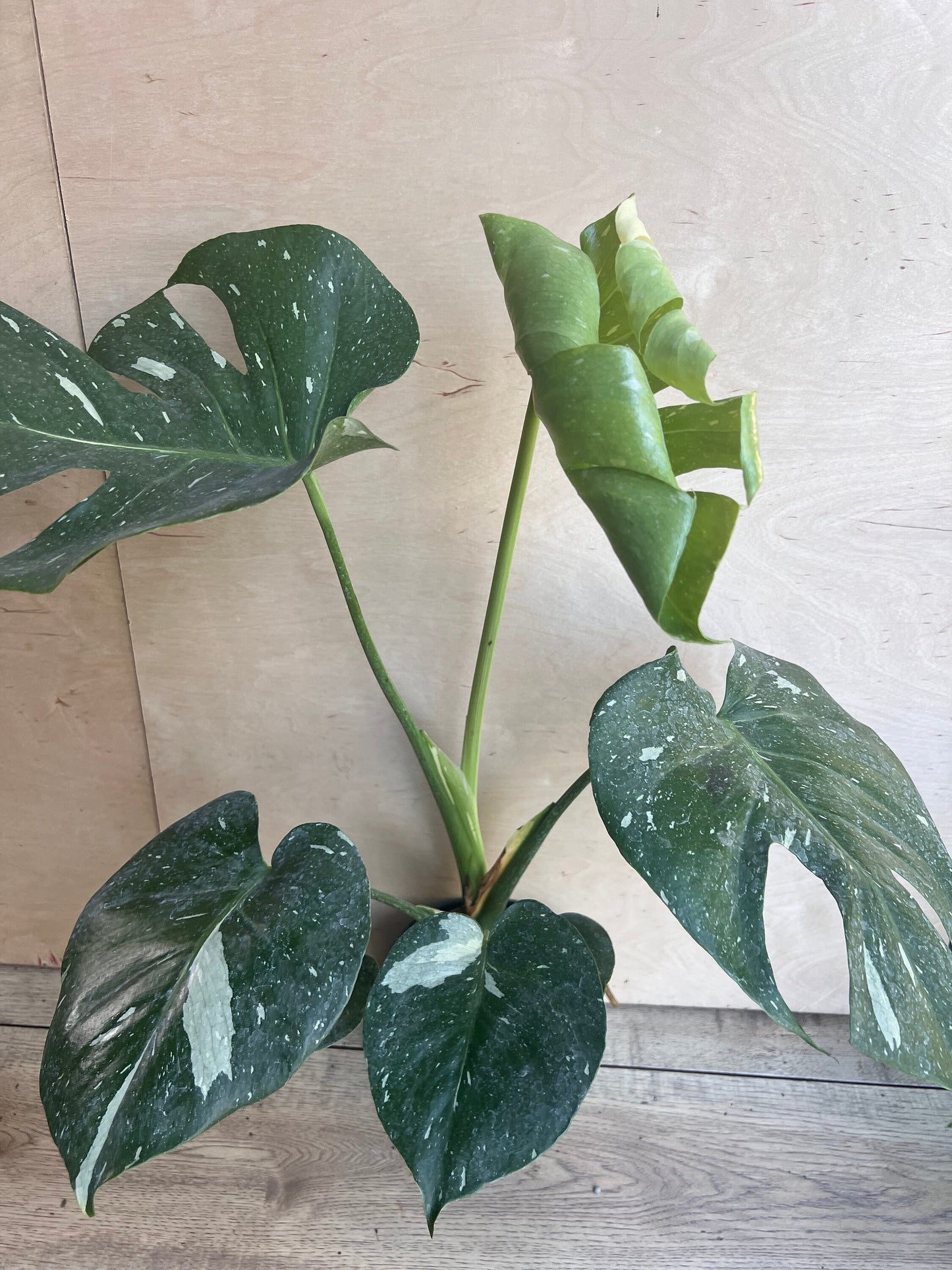 Monstera Thai Constellation' in 6" POT, Thai Con.