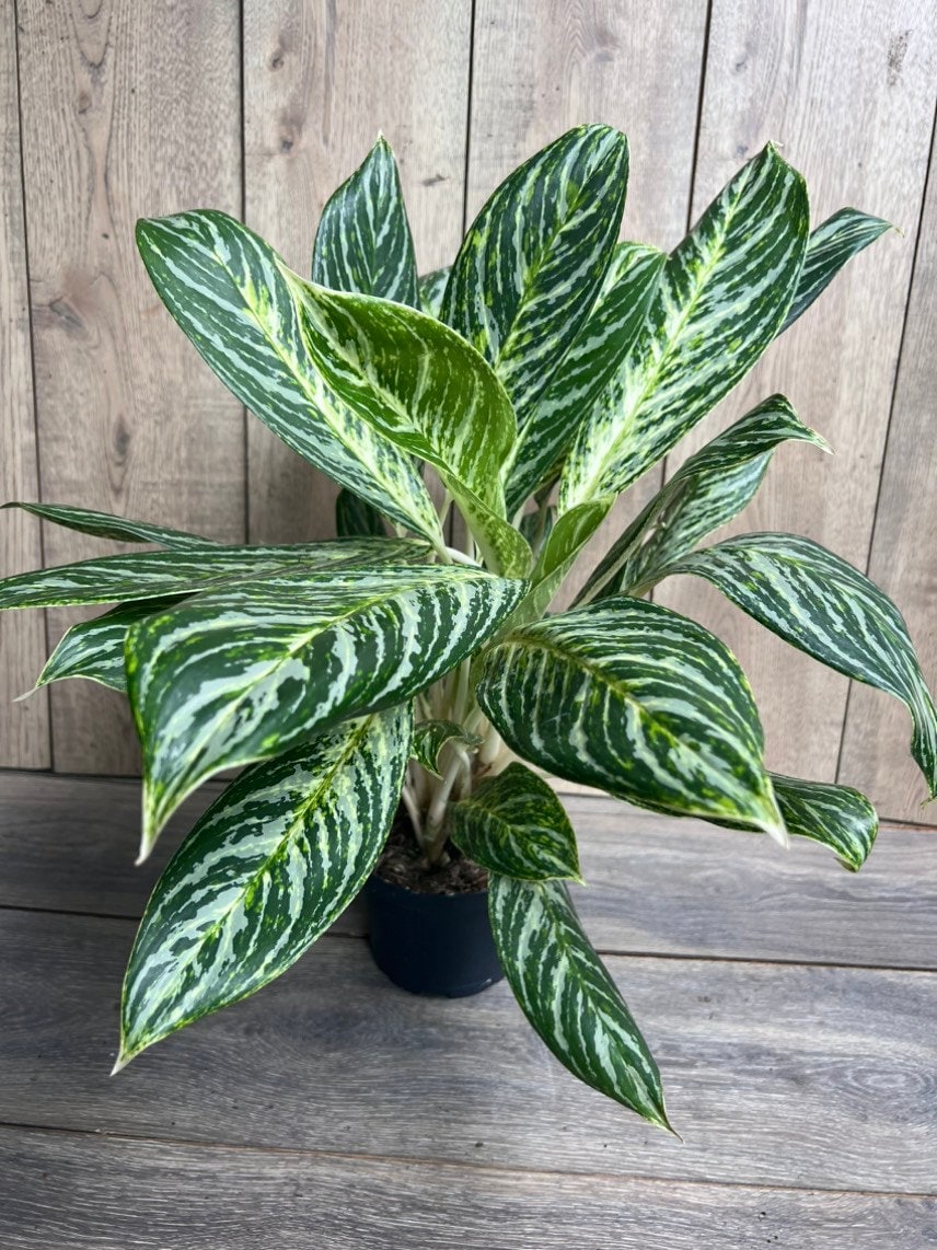 Aglaonema Golden Madonna in 6" Pot