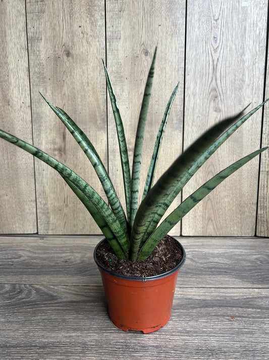 Sansevieria Javancia in 6" Pot