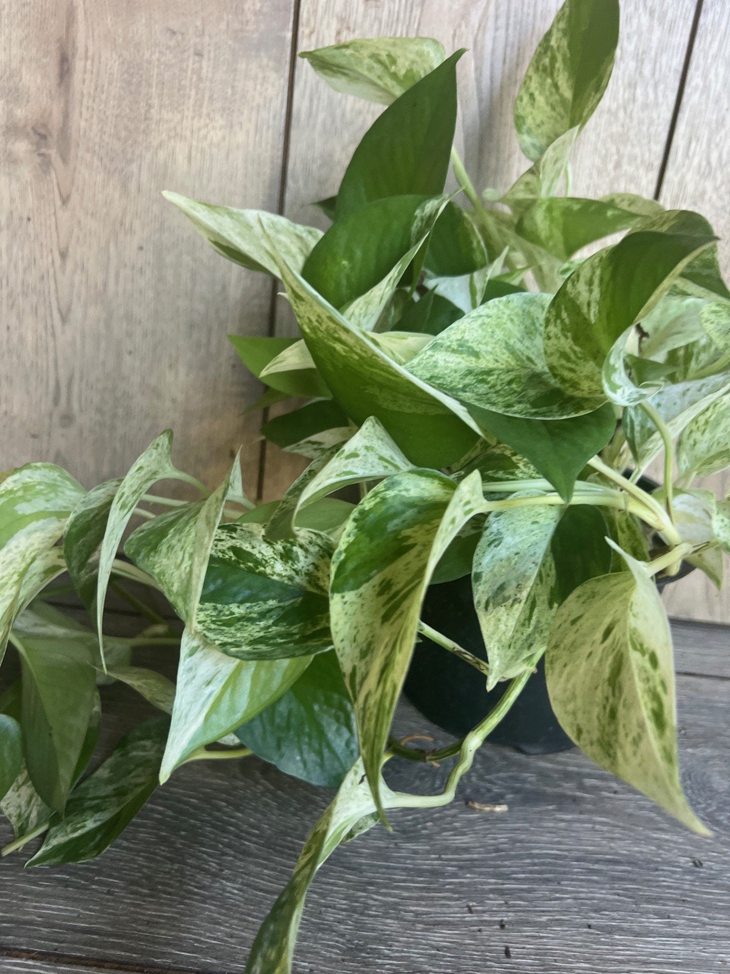 Marble Queen Pothos in 6" Pot