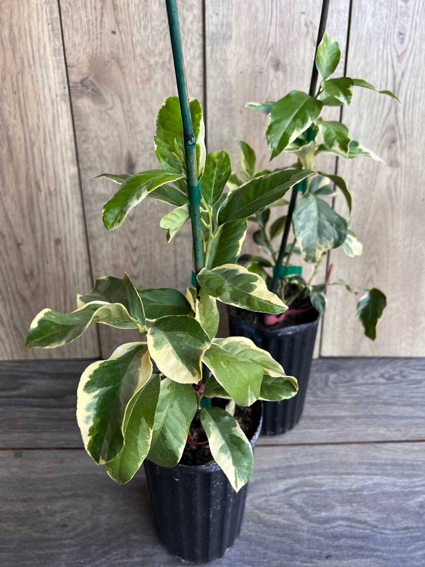 Variegated Pink Lemon in half Gallon Pot, air layered,  Florida Shipping Only