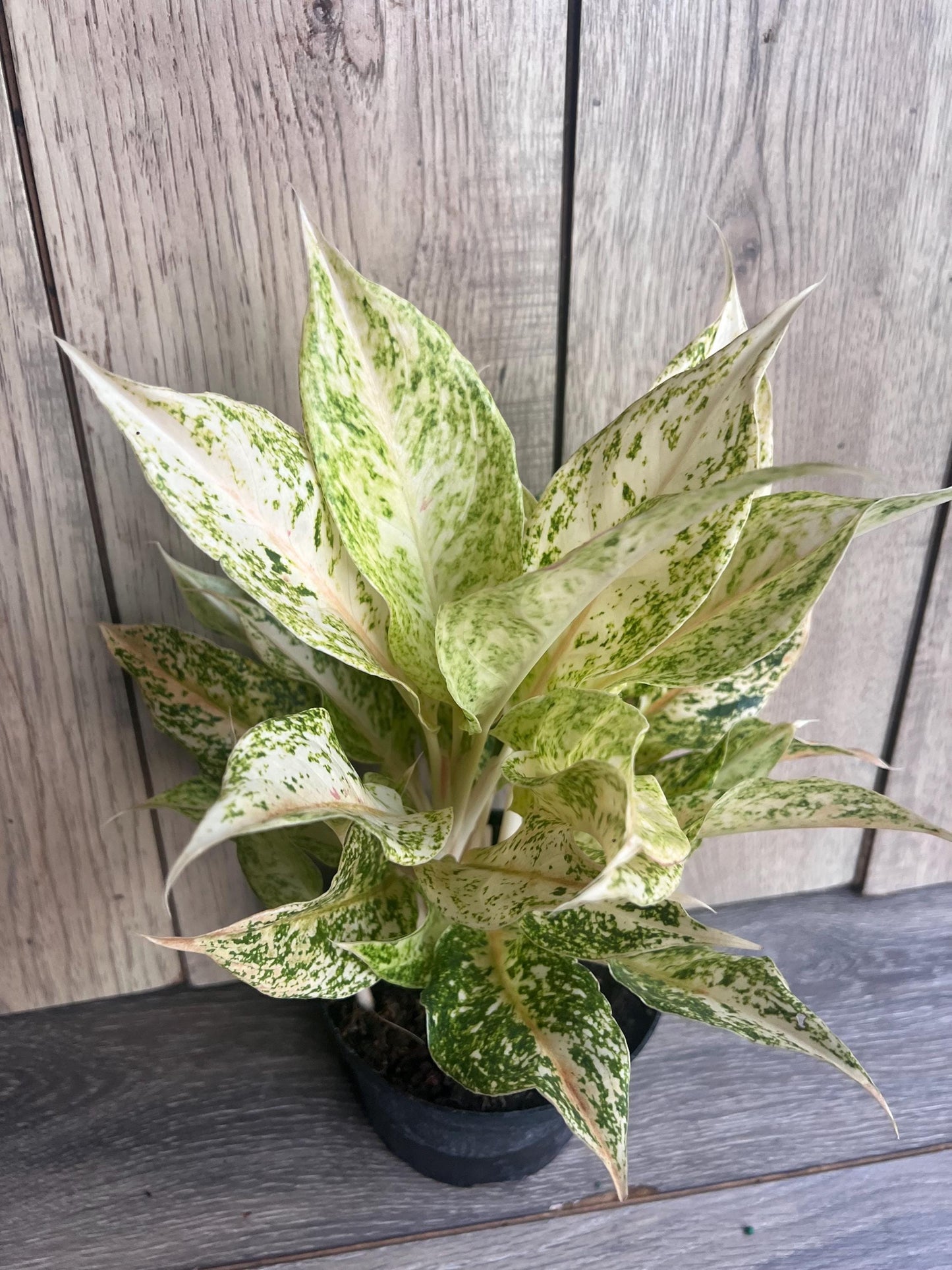 Aglaonema Lochai in 6", rare Aglaonema