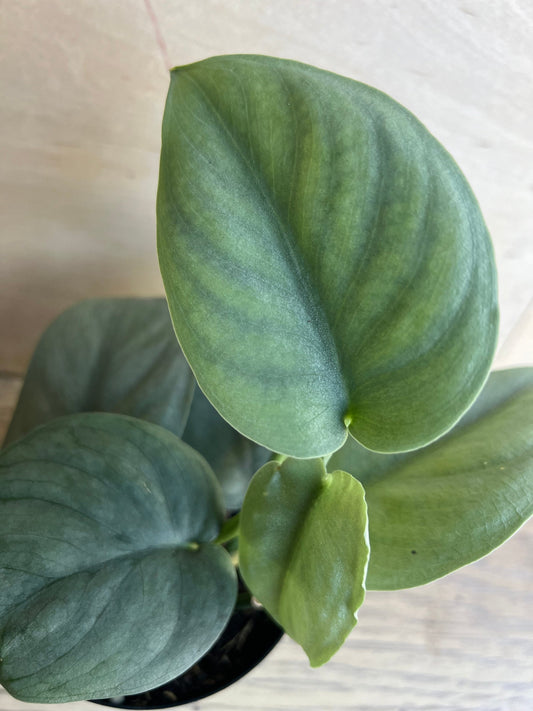 Scindapsus Silver Hero in 4" Pot