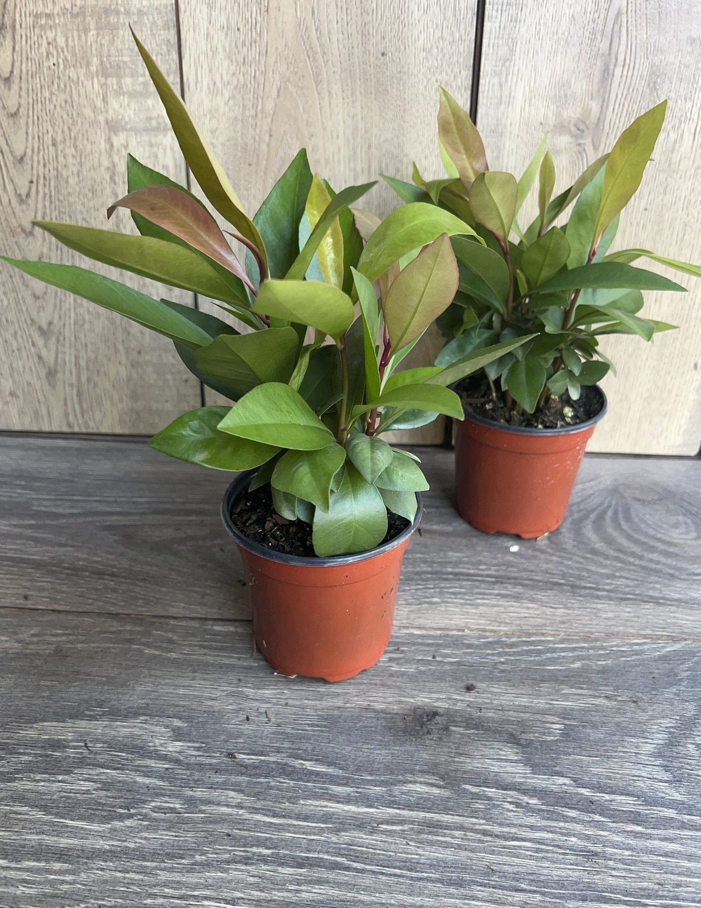 Ardisia Humilis  in 4" Pot, house plant