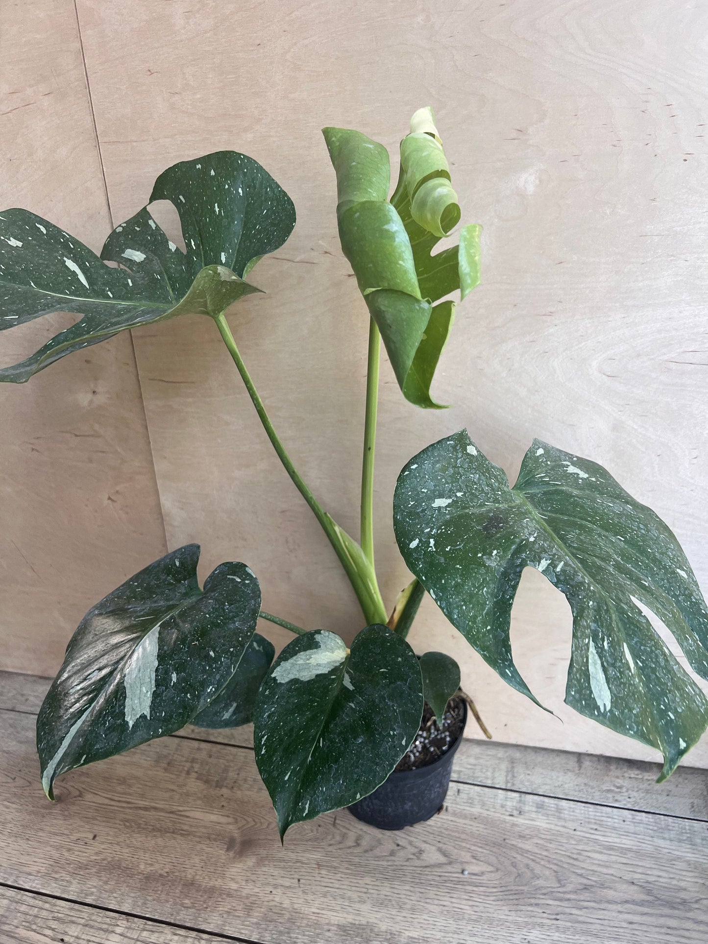 Monstera Thai Constellation' in 6" POT, Thai Con.