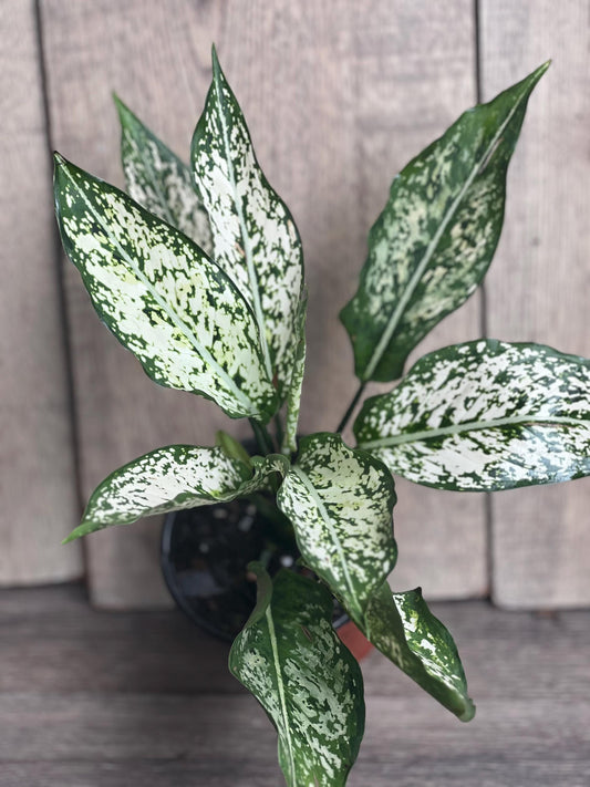 First Diamond Aglaonema in 4" Pot