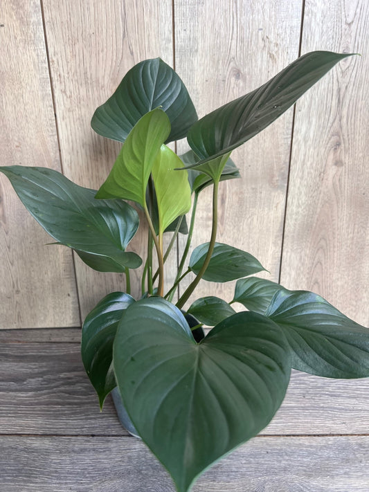 Homalomena Emerald Gem, in 6" iches pot, Hamalomena