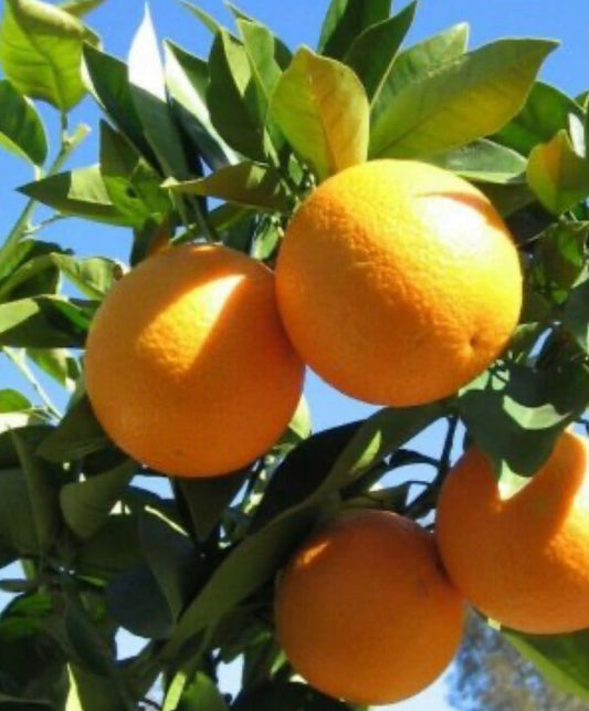 Valencia Orange Tree in half Gallon Pot, Grafted,  Florida Shipping Only