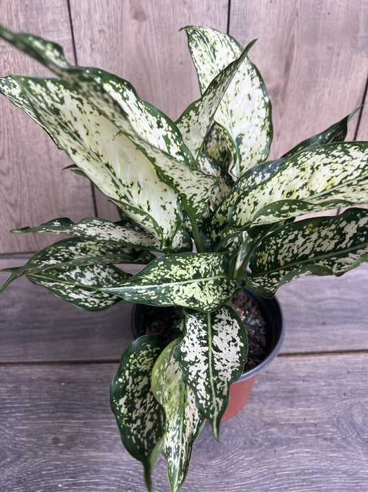 First Diamond Aglaonema, White Aglanoema, Osaka in 6” pot