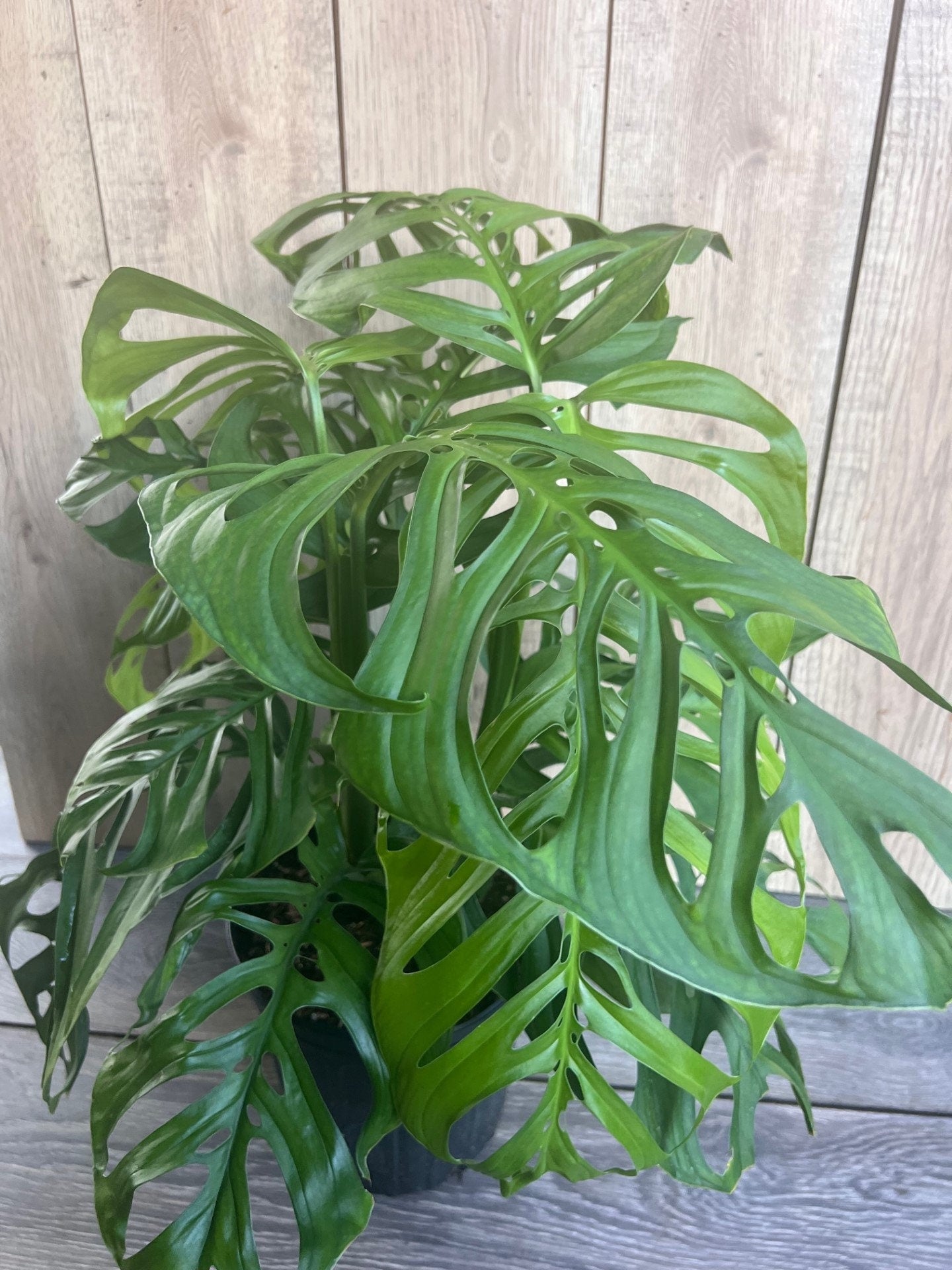 Monstera esqueleto, epipremnoides, 10” Pot