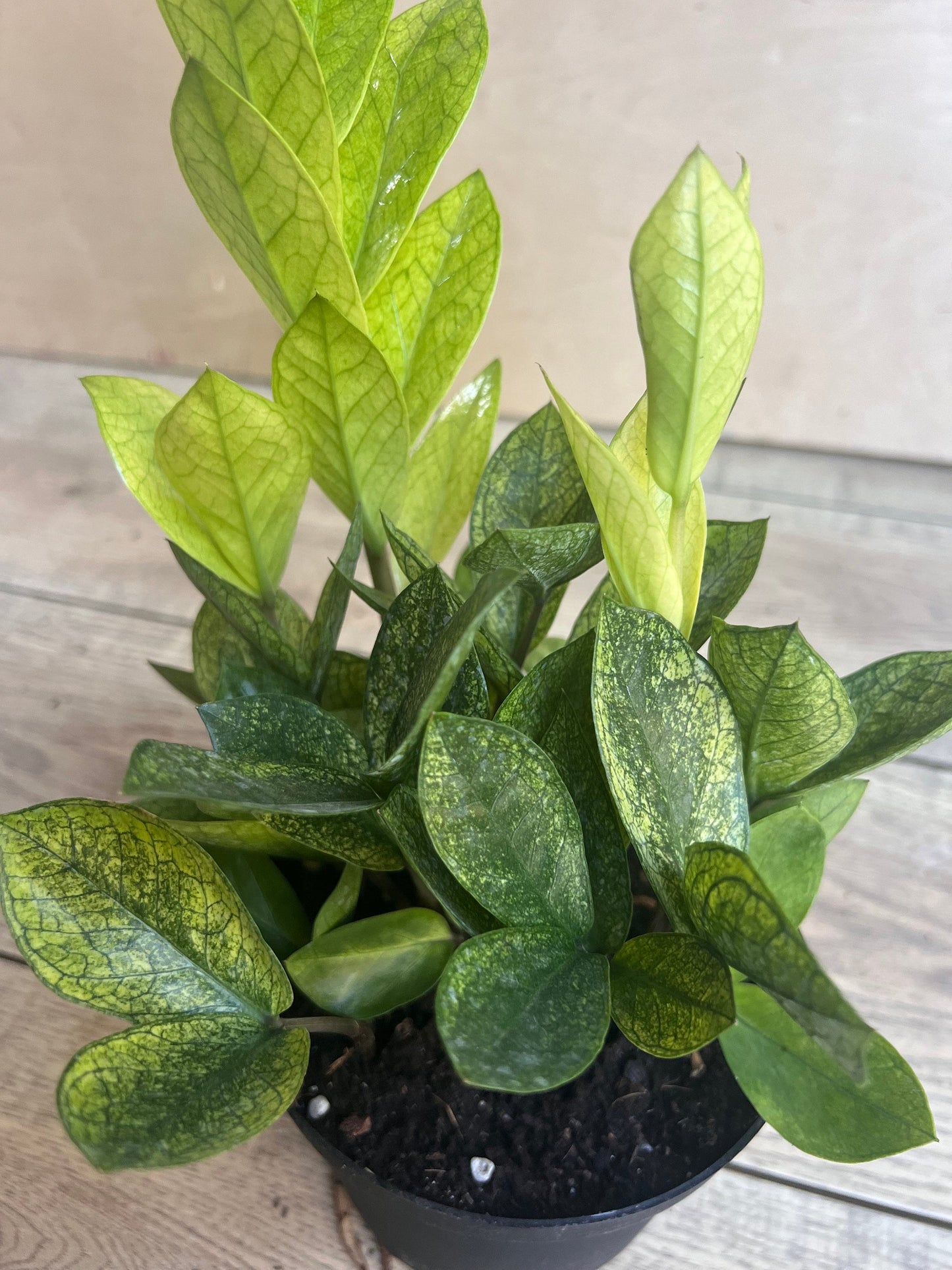 zz chameleon  in 6" pot,