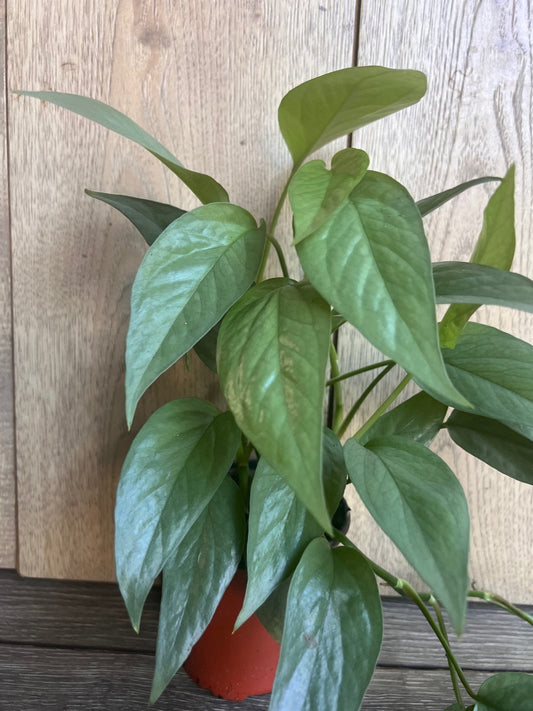 Cebu Blue in 4" Pot, Pothos