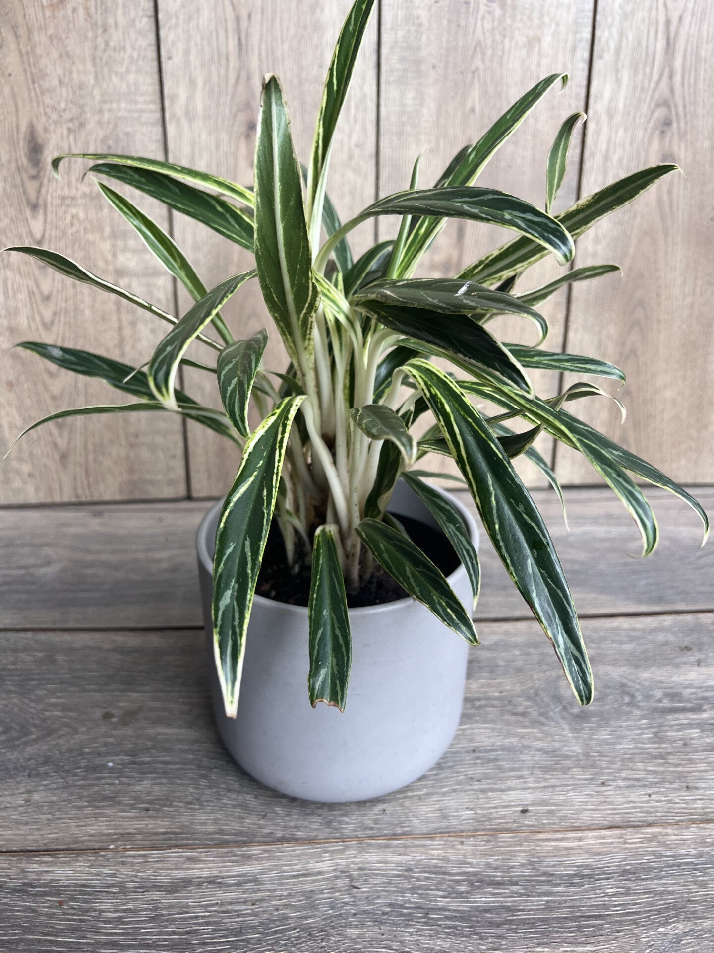 Aglaonema commutatum Rice in 6" Pot