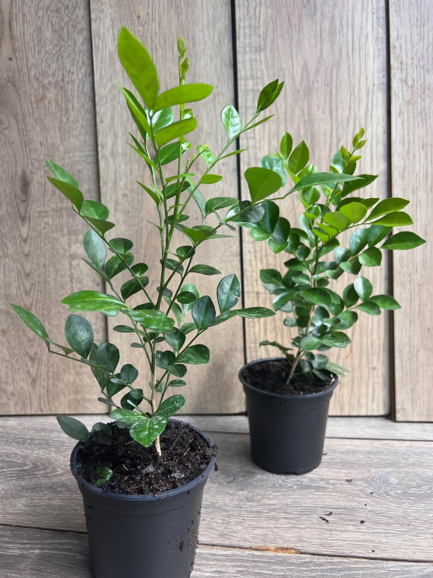 Orange Jasmine in 4" Pot, Murraya paniculata