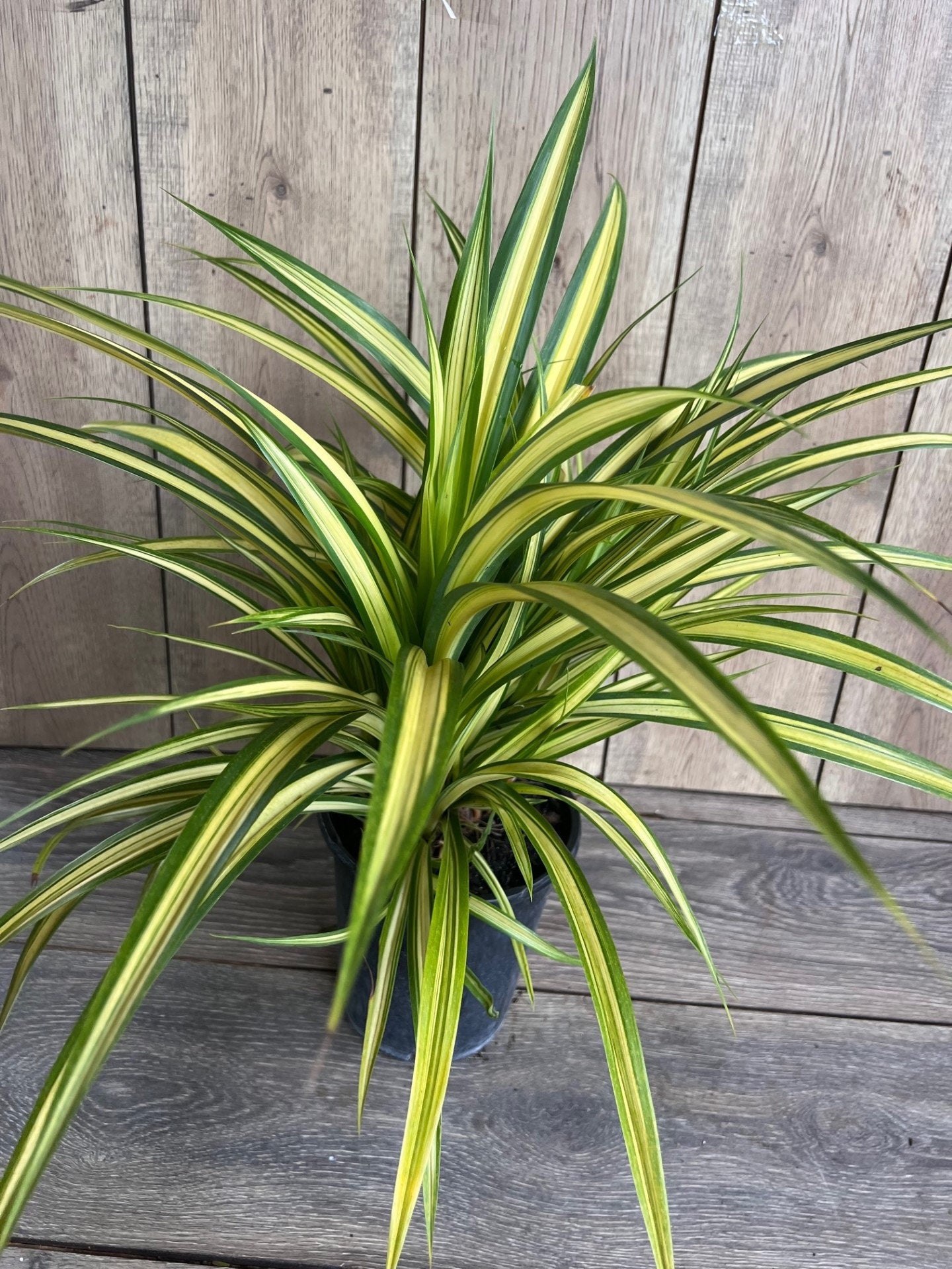Pandanus baptistii Aureus - Variegated Dwarf Pandanus in 1/2 Gallon Pot,  pandan
