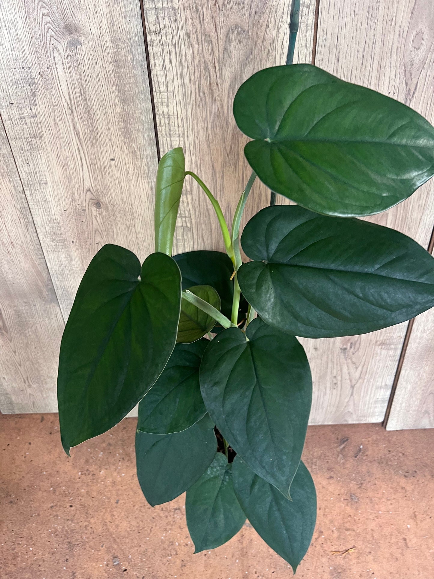 Syngonium chiapense in 6" Pot