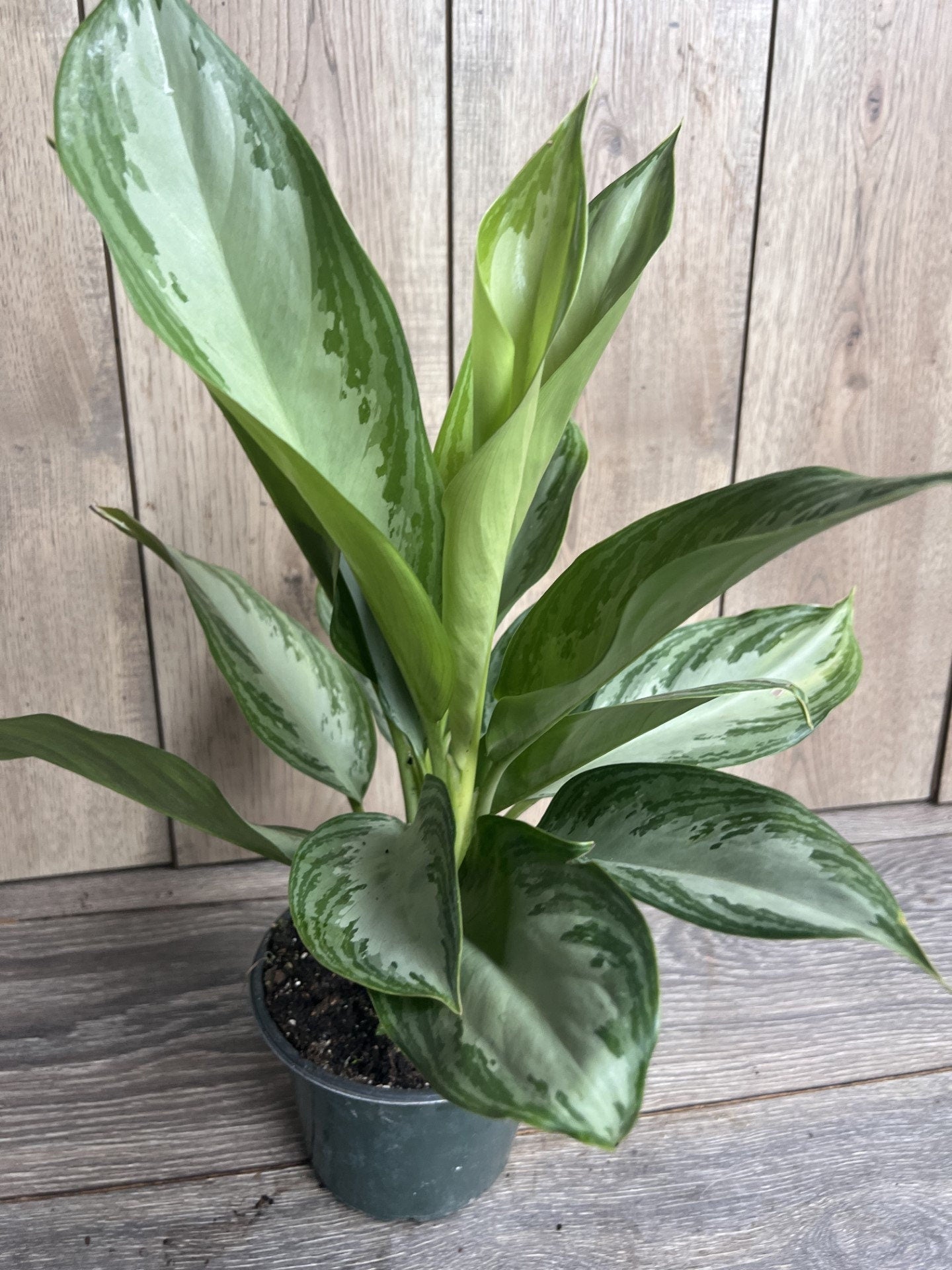 Aglaonema Silver Bay, 6", Home decor, house plant