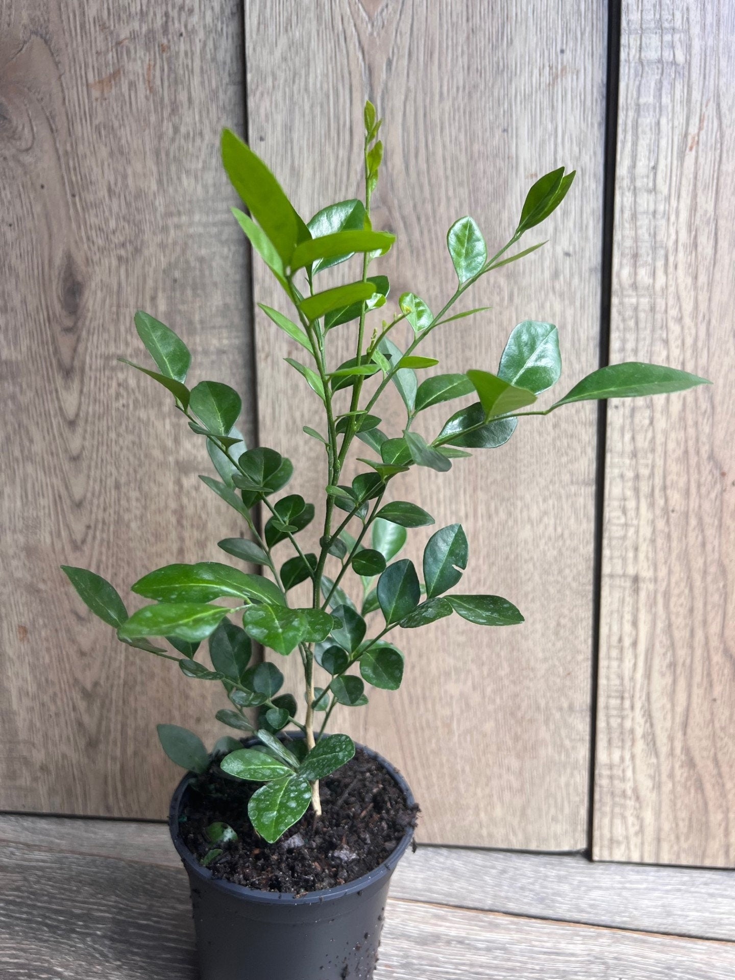 Orange Jasmine in 4" Pot, Murraya paniculata