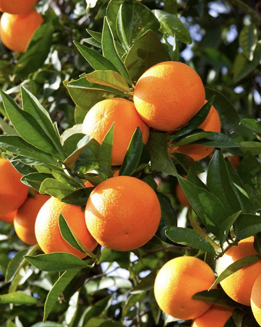 Washington Navel Orange Tree in half Gallon Pot, Grafted,  Florida Shipping Only