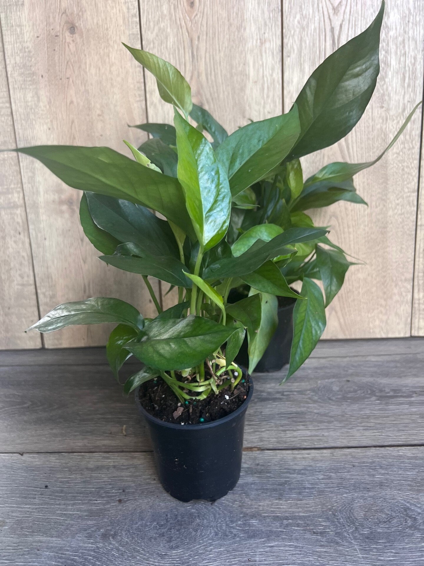 Baltic Blue Pothos, Epipremnum pinnatum in 4" Pot