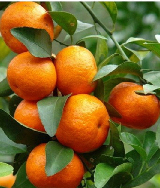 Cara Cara Orange Tree in half Gallon Pot, Grafted.  Florida Shipping Only