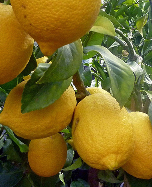 Ponderosa Lemon in half Gallon Pot, Grafted,  Florida Shipping Only