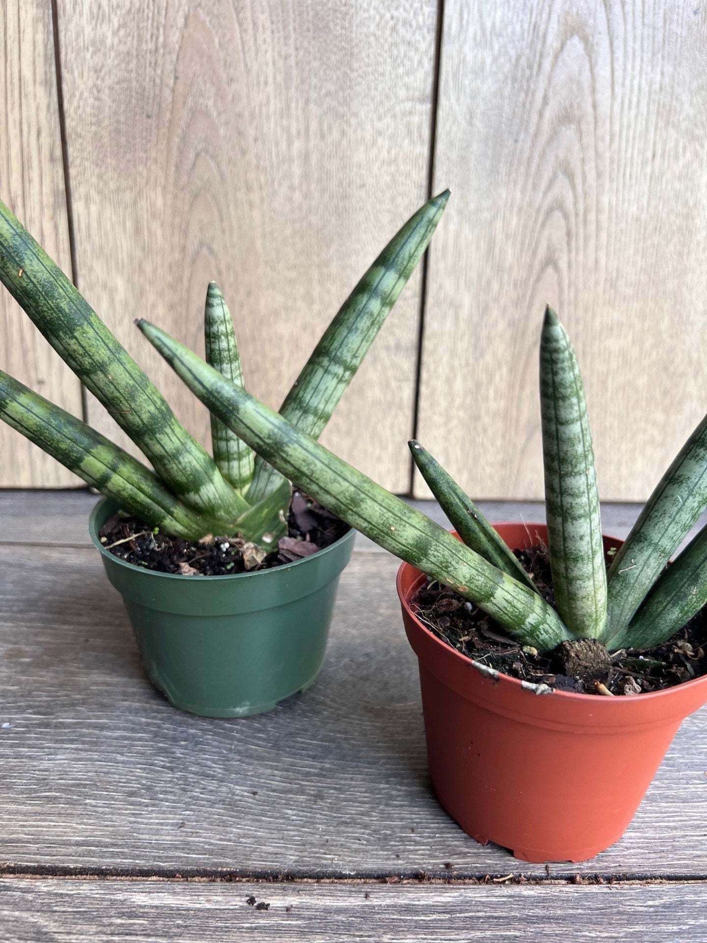 Sansevieria Starfish in 4" pot, Bonzel