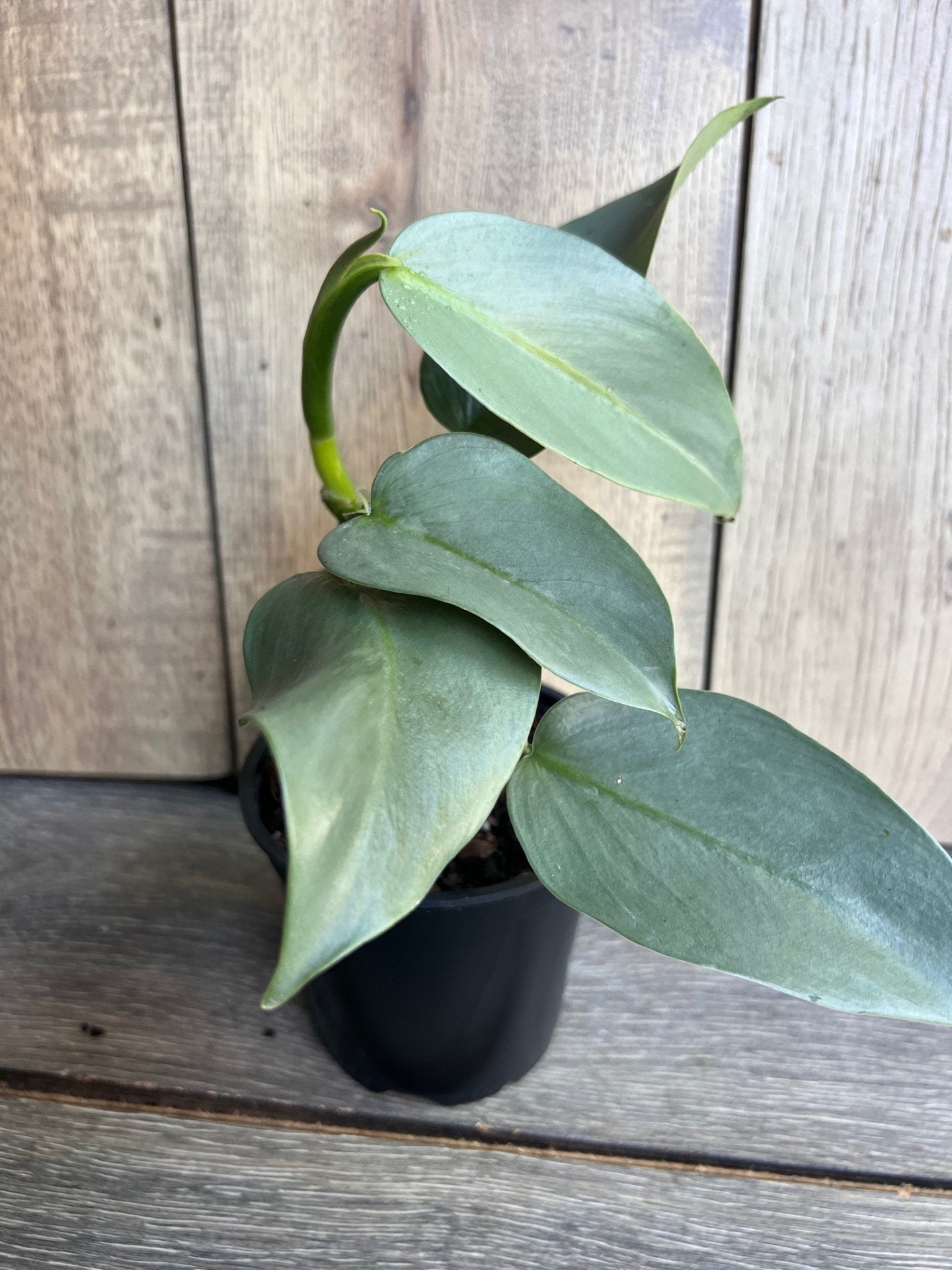 Philodendron SIlver Swords, Philodendron Hastatum in 4" pot