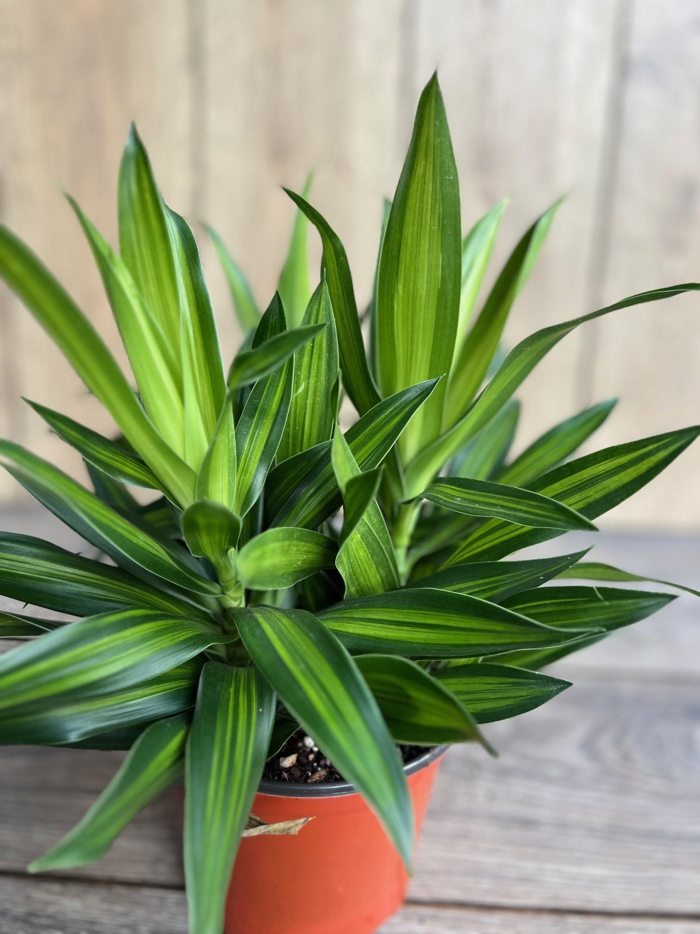 Song Of Jamaica in 6" Pot, Dracaena reflexa.