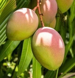 Karen Michelle Mango, grafted in 3 gallons pot, No Ship to CA and HI