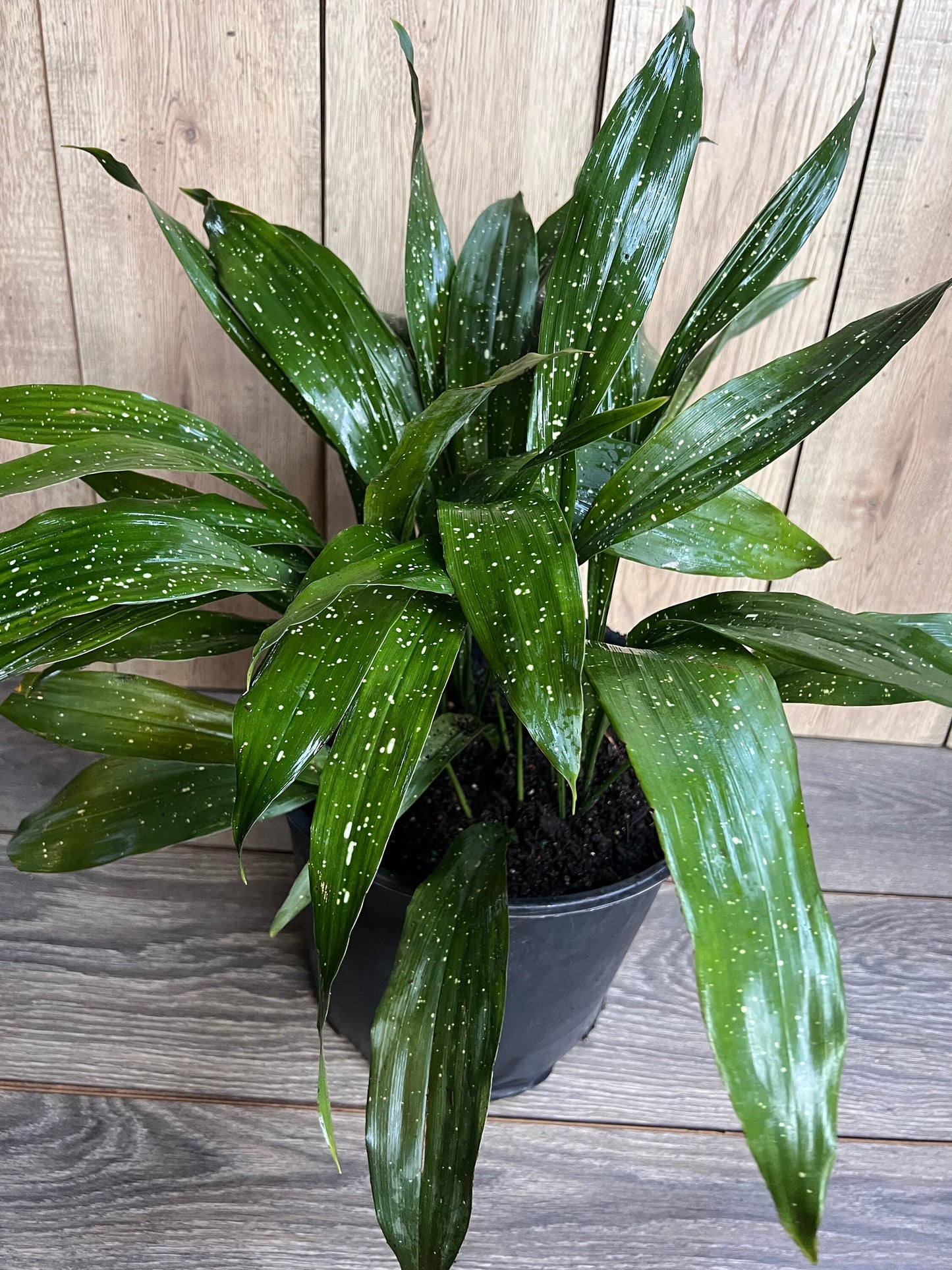 Aspidistra Elatior 'Milky Way'  in 10" pot, Cast Ireon Plant