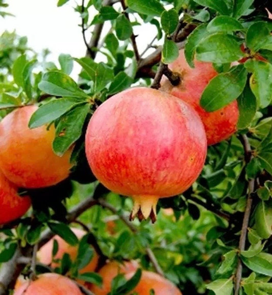 Wonderful Pomegranate in 3 gallon pot, delima
