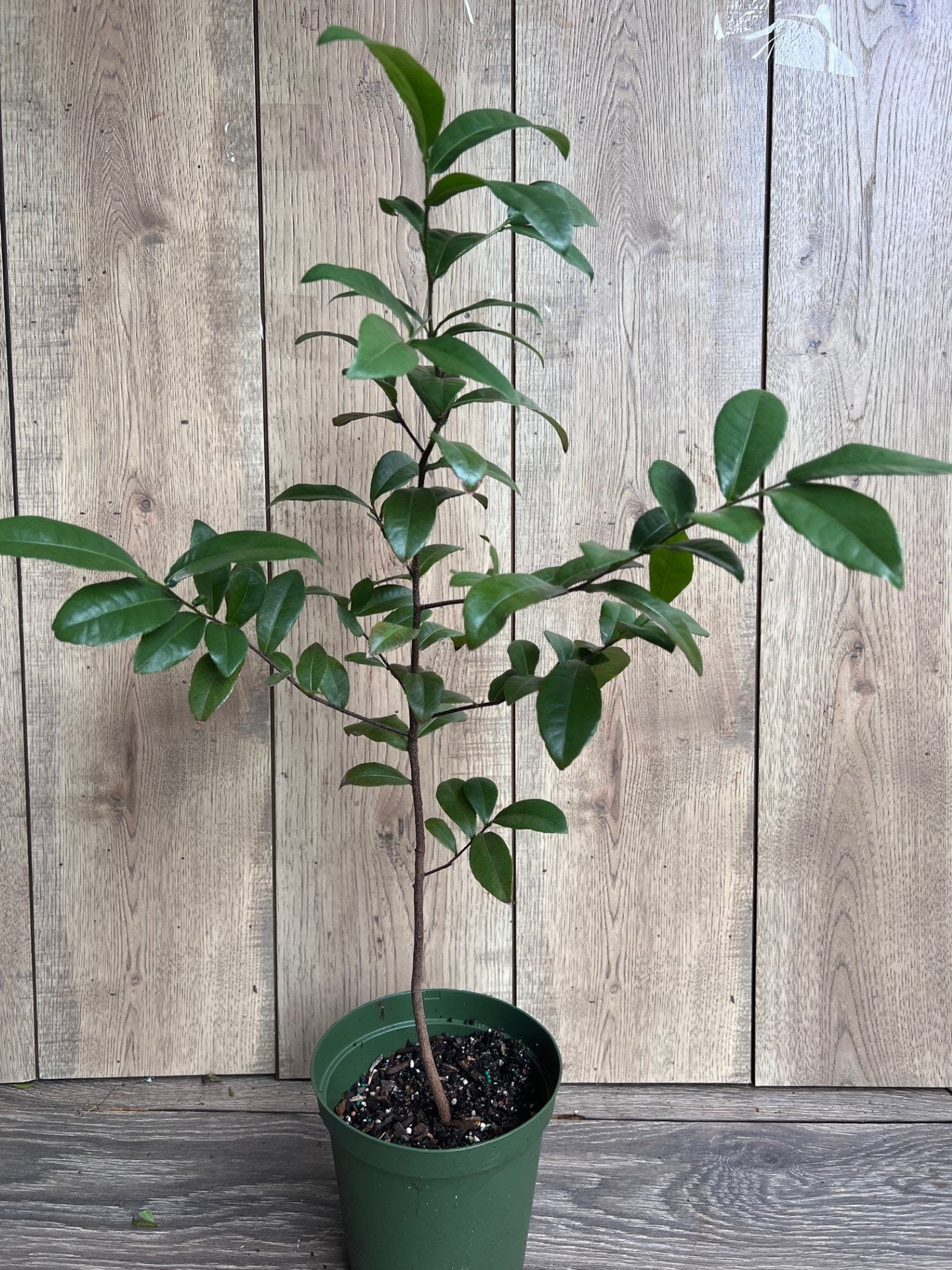 Ochna serrulata, mickey mouse plant in 6" Pot