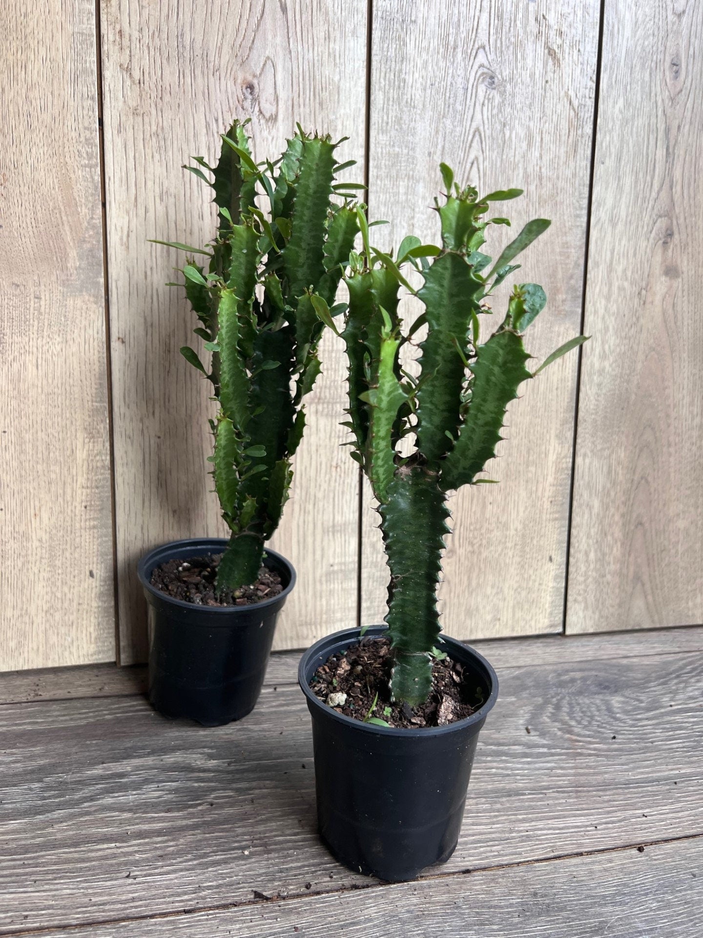 Trigona Green in 4", African Milk Tree, Cactus, Succulent, Live plant