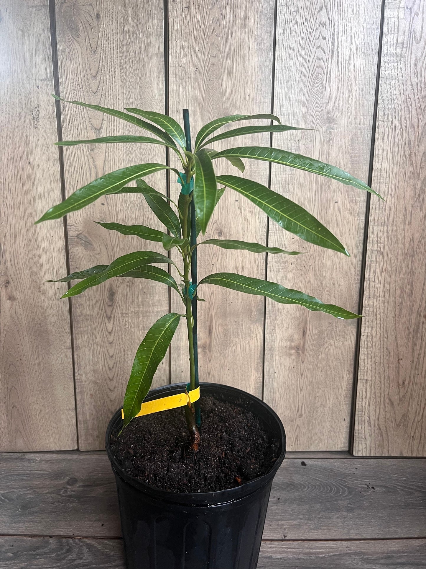 Ice Cream Mango Tree. grafted in 3 gallons pot, No Ship to CA and HI