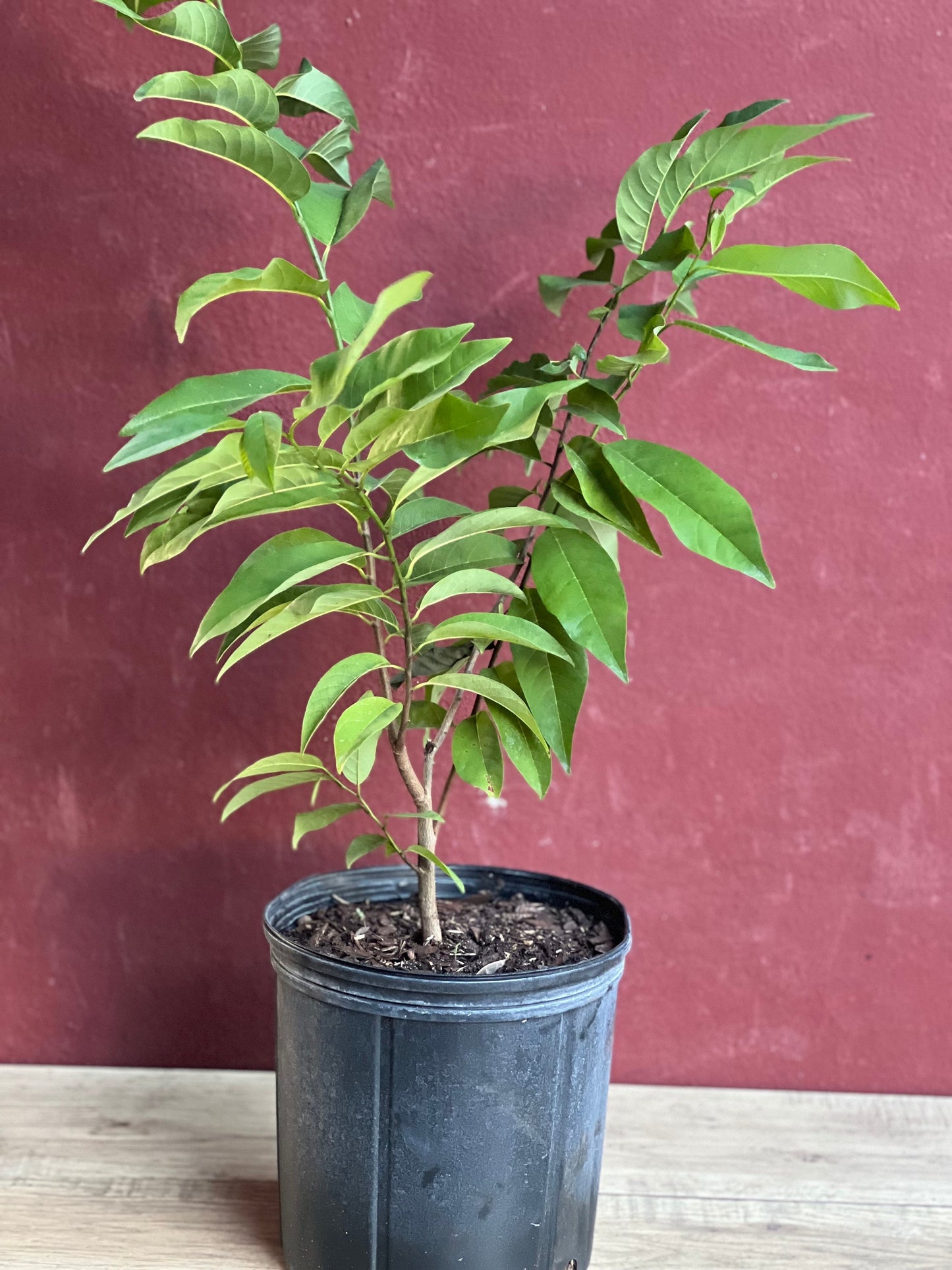 Sugar Apple in 10"  pot , Srikaya, Annona Squamosa, Sweetsop Tree